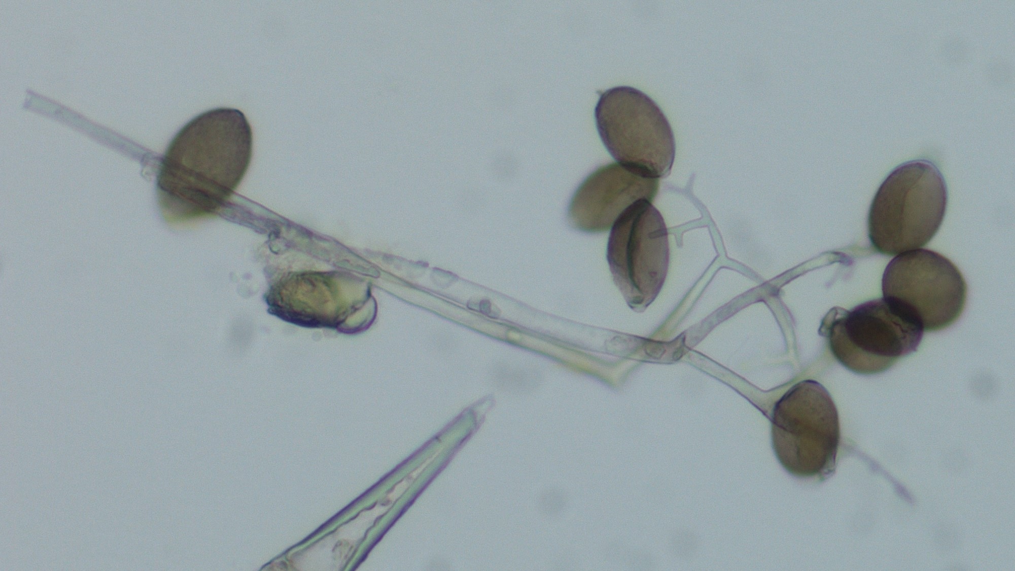 Fig 3. CDM sporangia.jpg